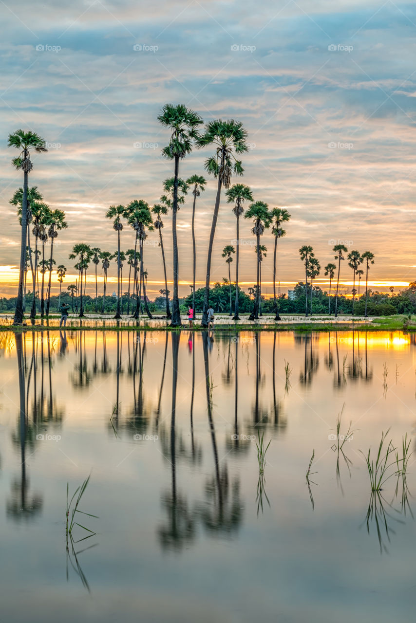Tourist see sunrise with cloudy background  above the palm trees with reflection in puddle