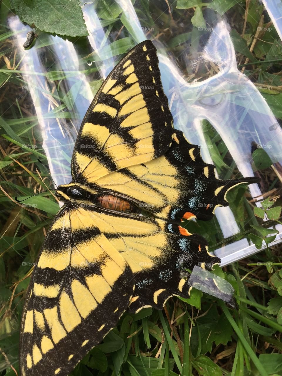 "Broken Wing" - Tiger Swallowtail was lying on its back on the pavement under my car flitting about, unable to turn over or fly due to a torn wing. I turned him over & taped his wing, leaving him on grass to give him a fighting chance at survival. 