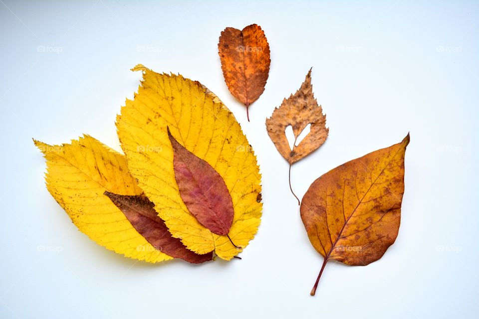 colorful leaves collection on a white background