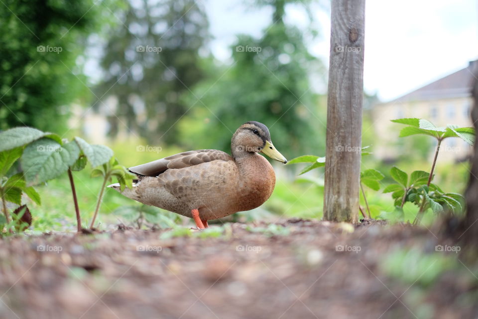 Mallard