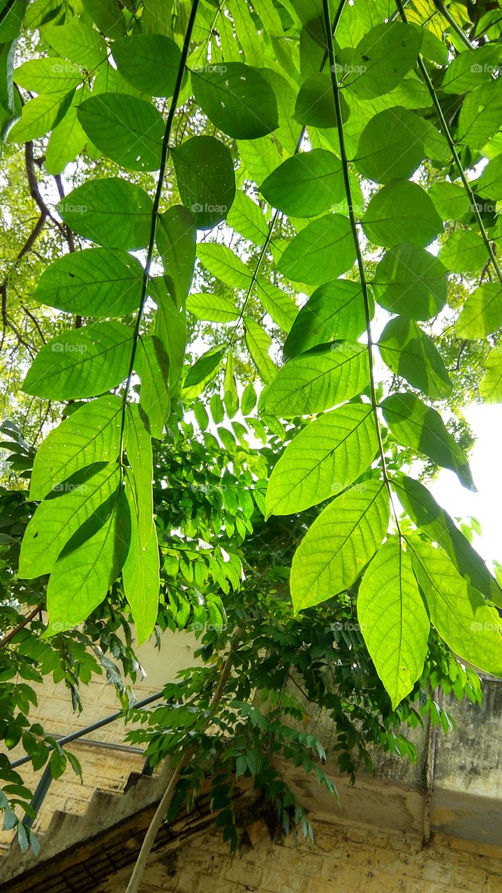 big tree little holes on leaf