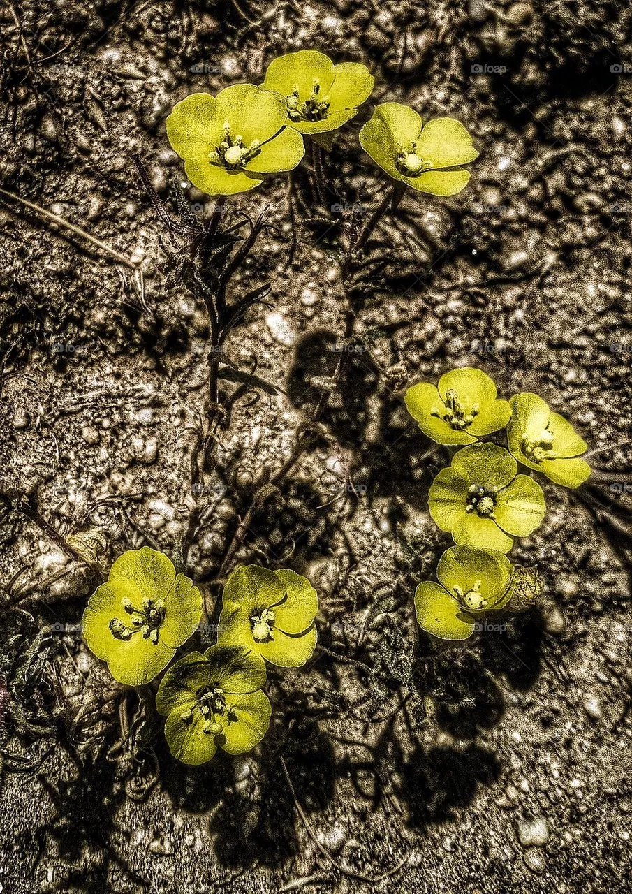 Flowered
