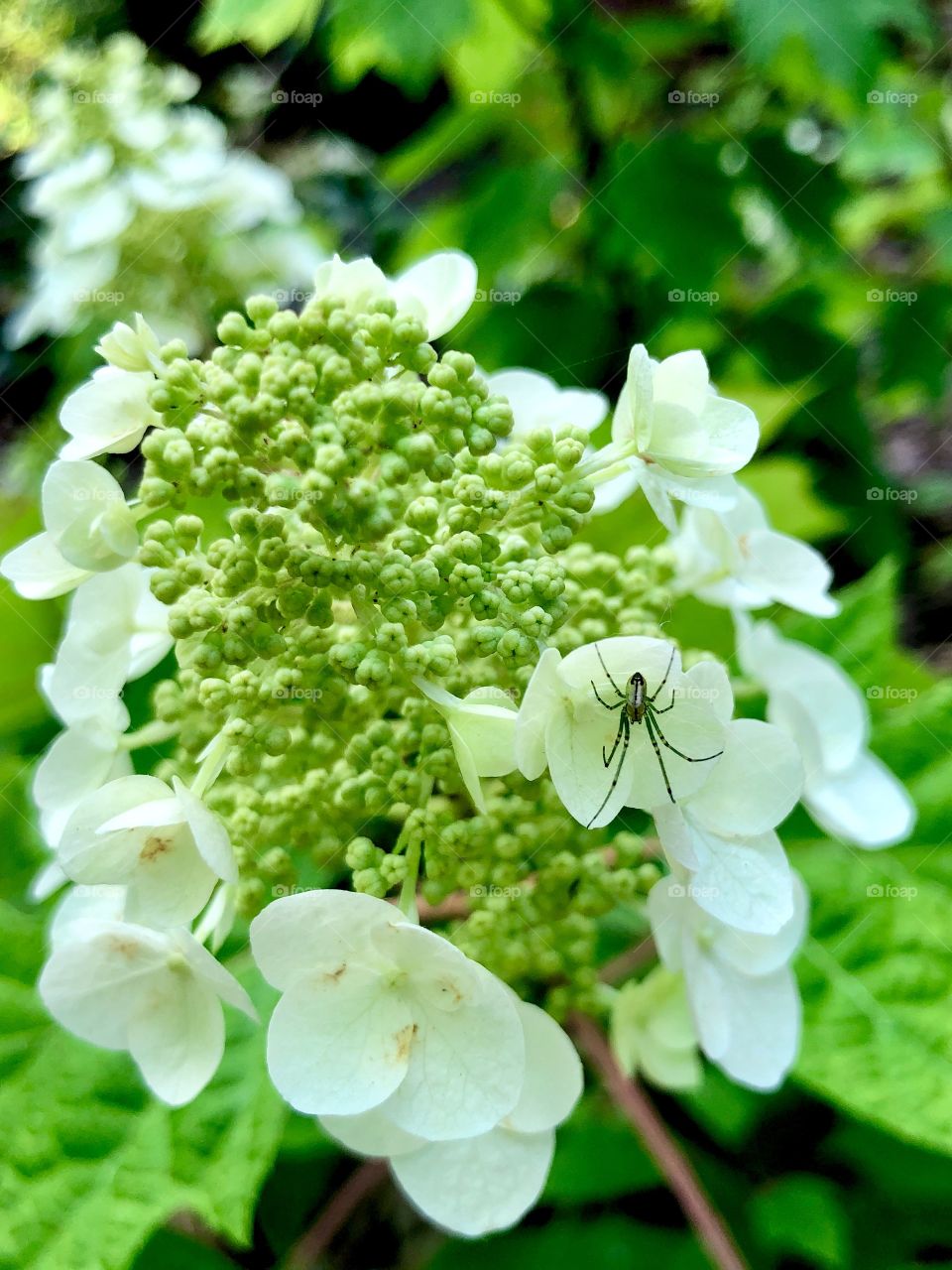 Green spider on white hydrangea with green buds