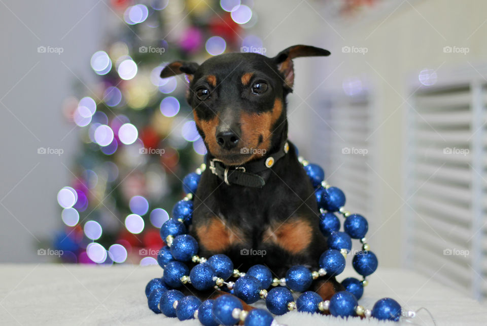 Pinscher dog