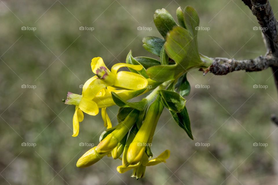 Currant blossom.