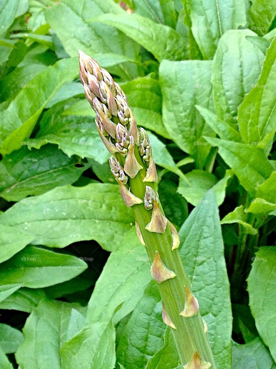 Asparagus . Asparagus growing amongst the leaves.