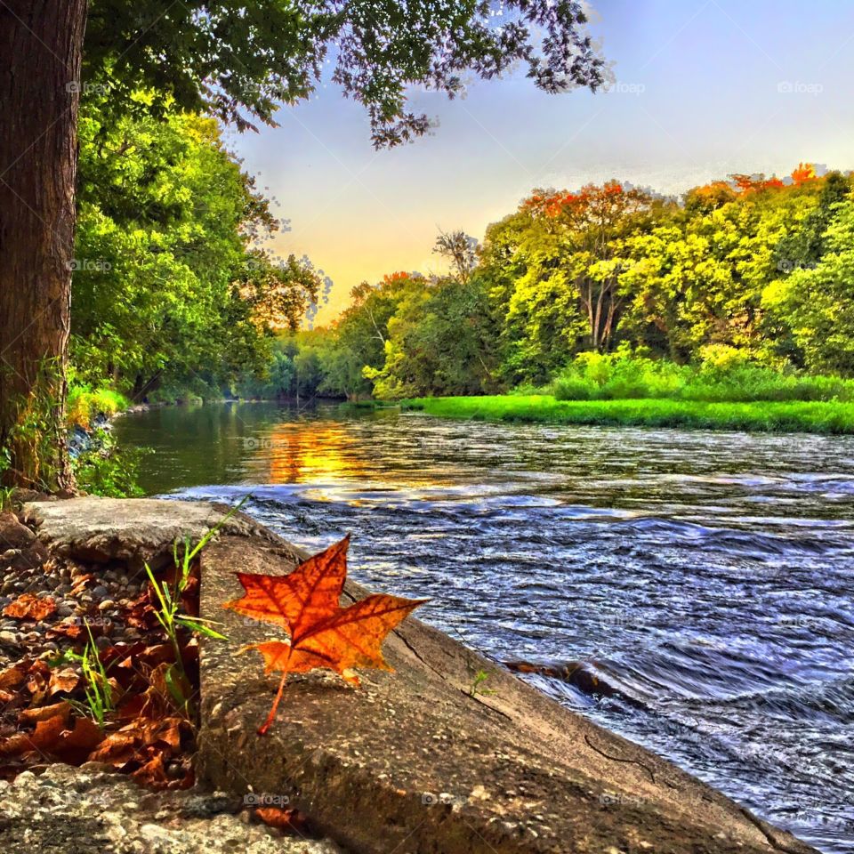 River with fall leave