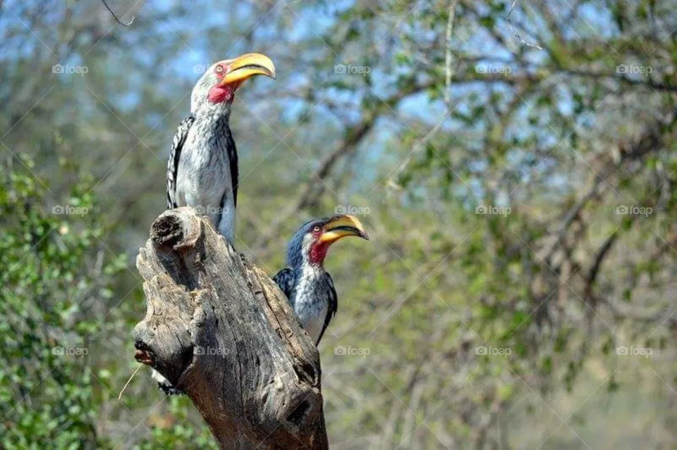 hornbill