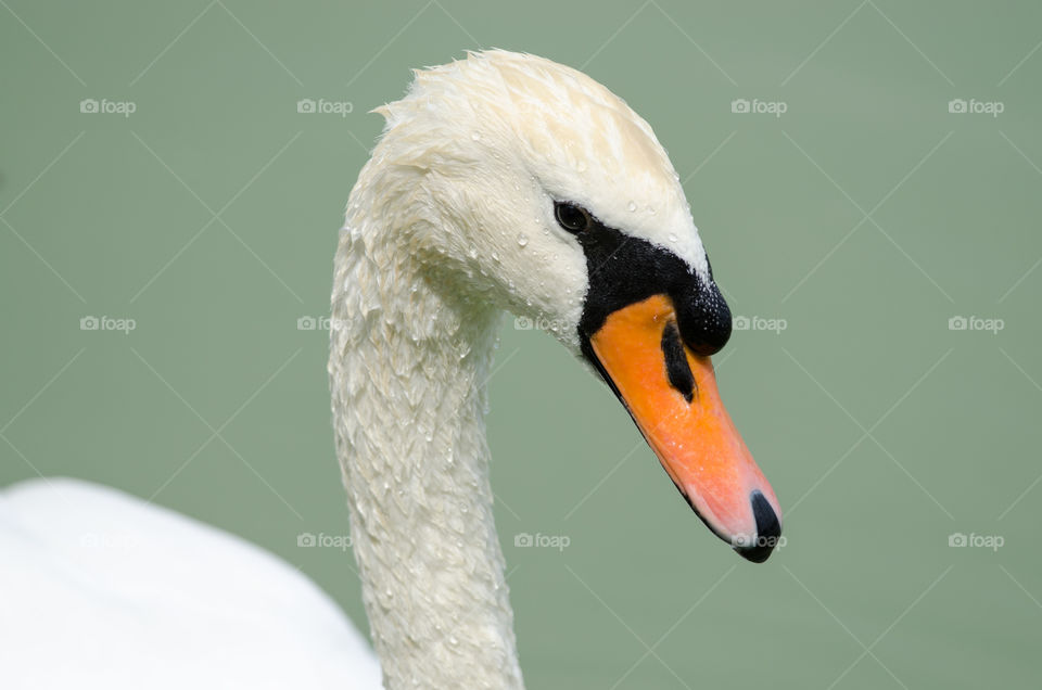 Swan portait
