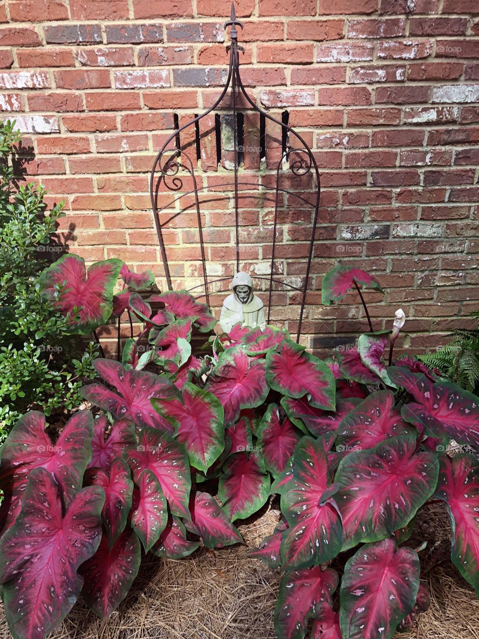 Red leaves in garden 