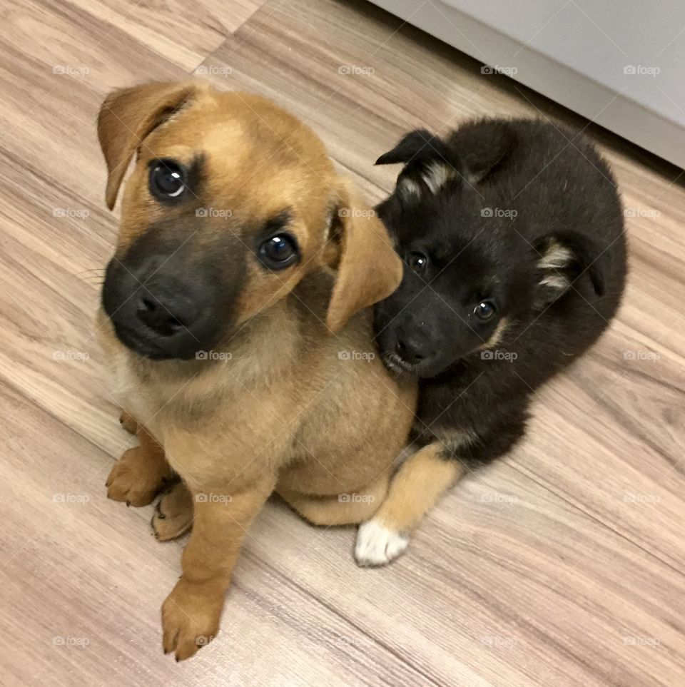 Sweet puppies