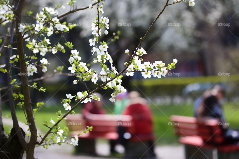 Cherry plum flowers in town 