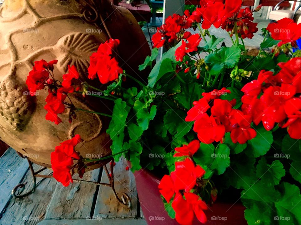 Red geraniums setting by an orange chiminea