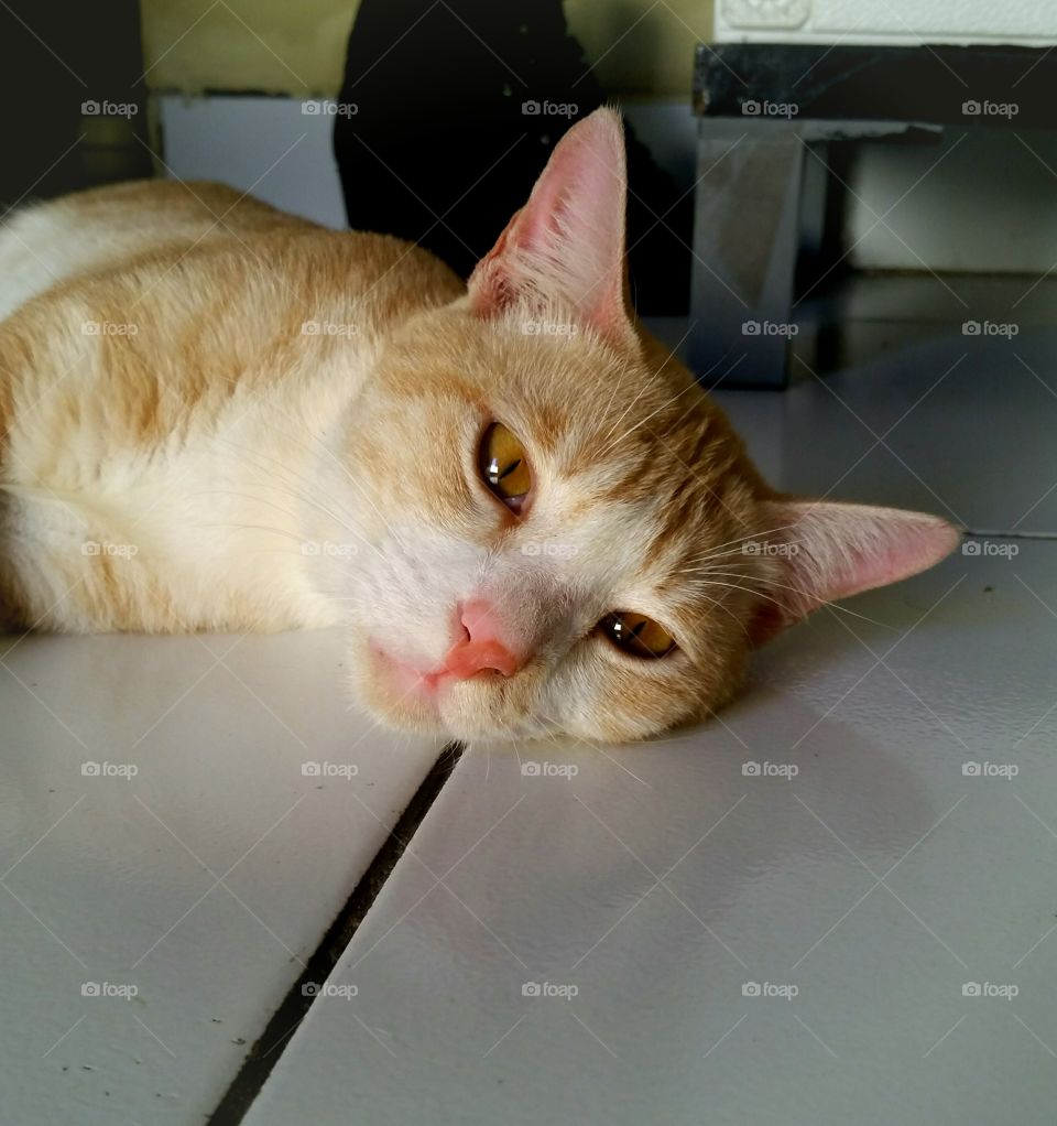 Cat relaxing on the floor