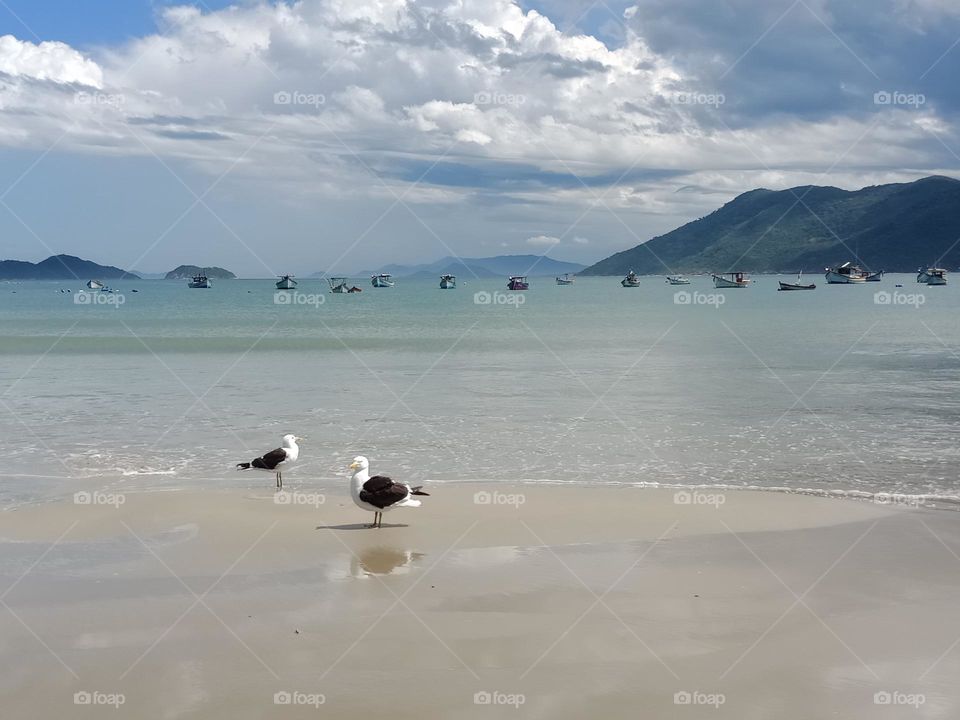 Pantano do Sul beach -Florianópolis .Birds and fishing boats