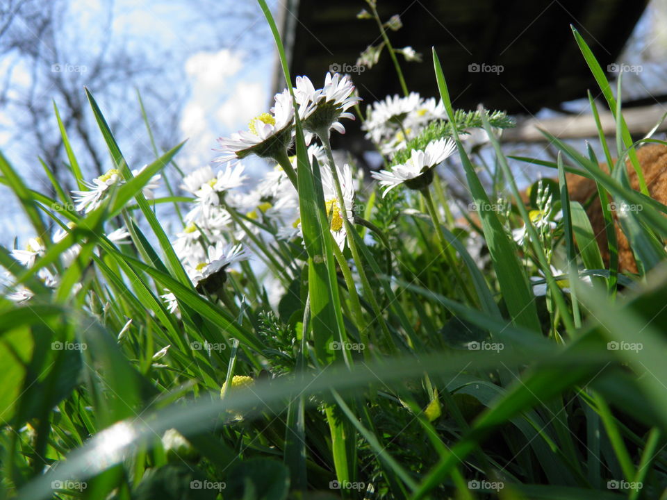 flowers in grass