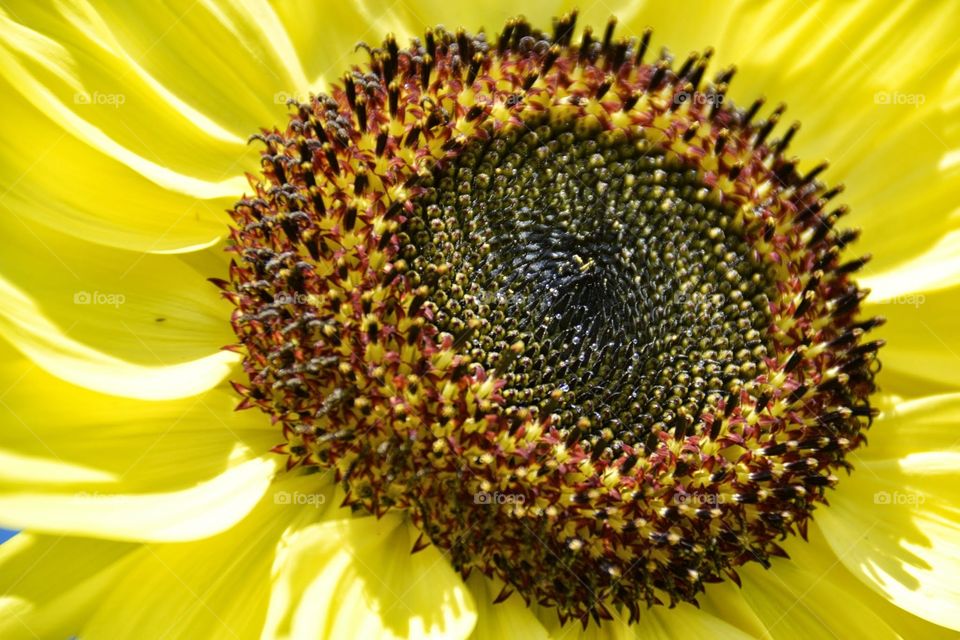 sunflower closeup