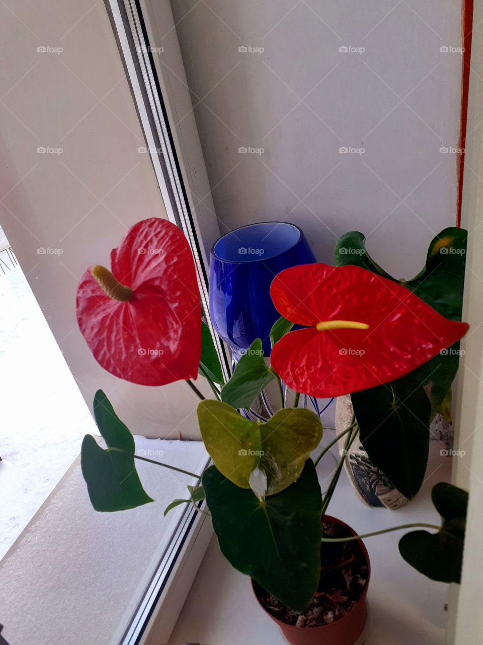 красивый цветок