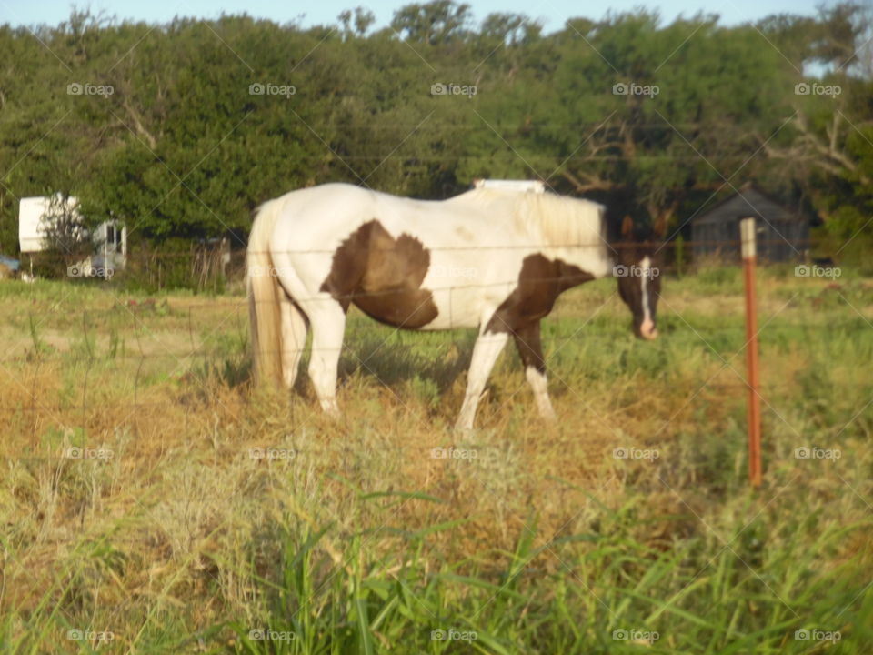 easy boy. This horse was snorting big time at me. 👣 🚶 🏃 🔥 💨
