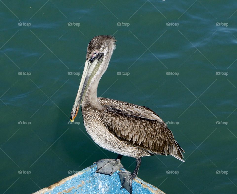 A brown pelican balances expertly on the bow of a boat.