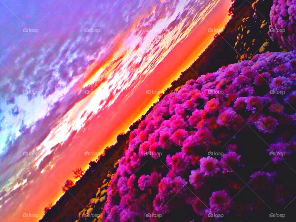 Sunset in mum garden