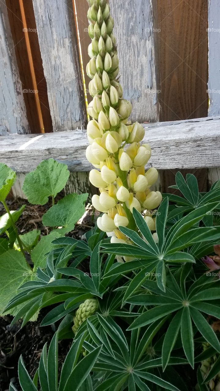 my2014 lupine