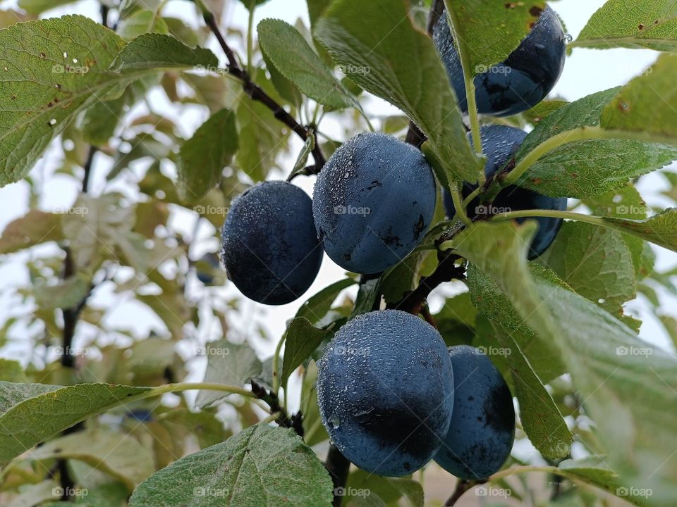 plums
