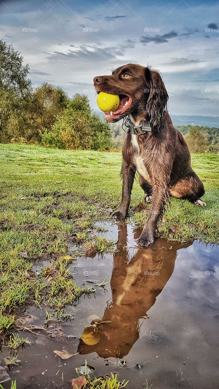 Coco posing with her new ball at Downs Banks, near Stone in Staffordshire England.
