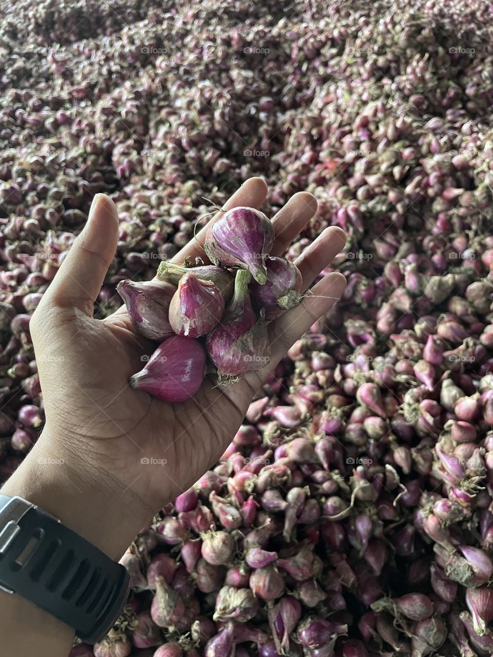 Best onion from java