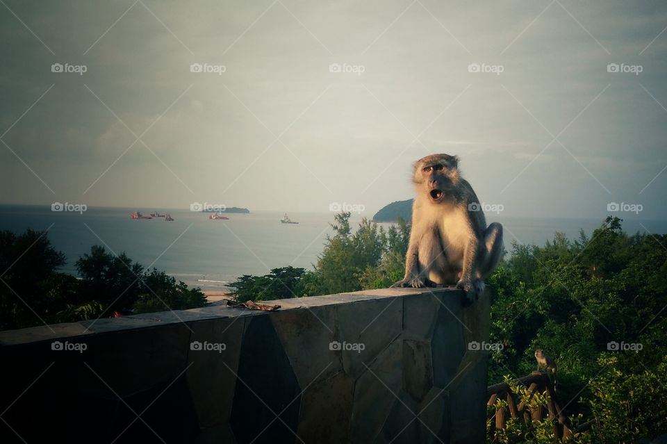 monkey hill at songkhla