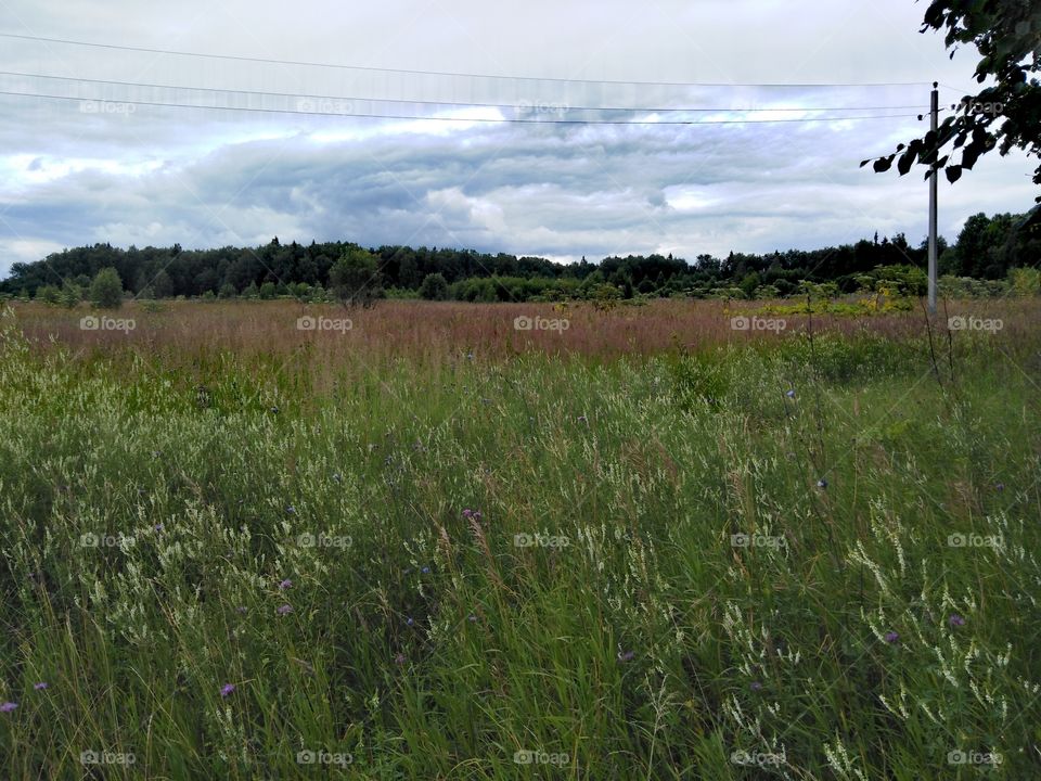 Летнее поле