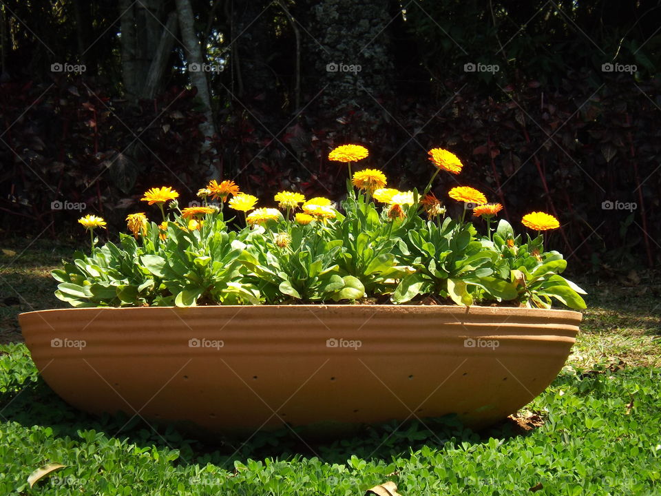 Calendula officinalis, known as marigold or daisy gathered in one by the bowl.