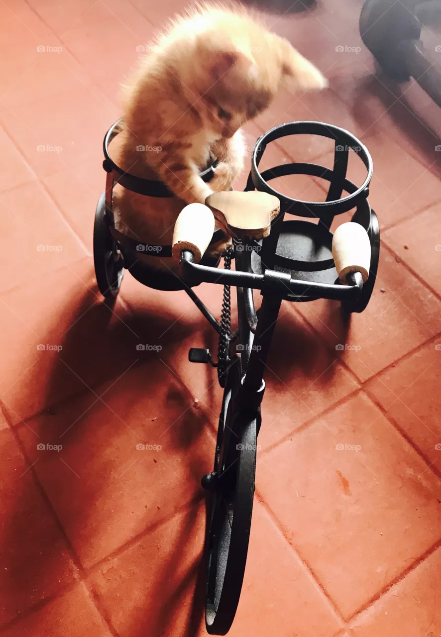 Cat