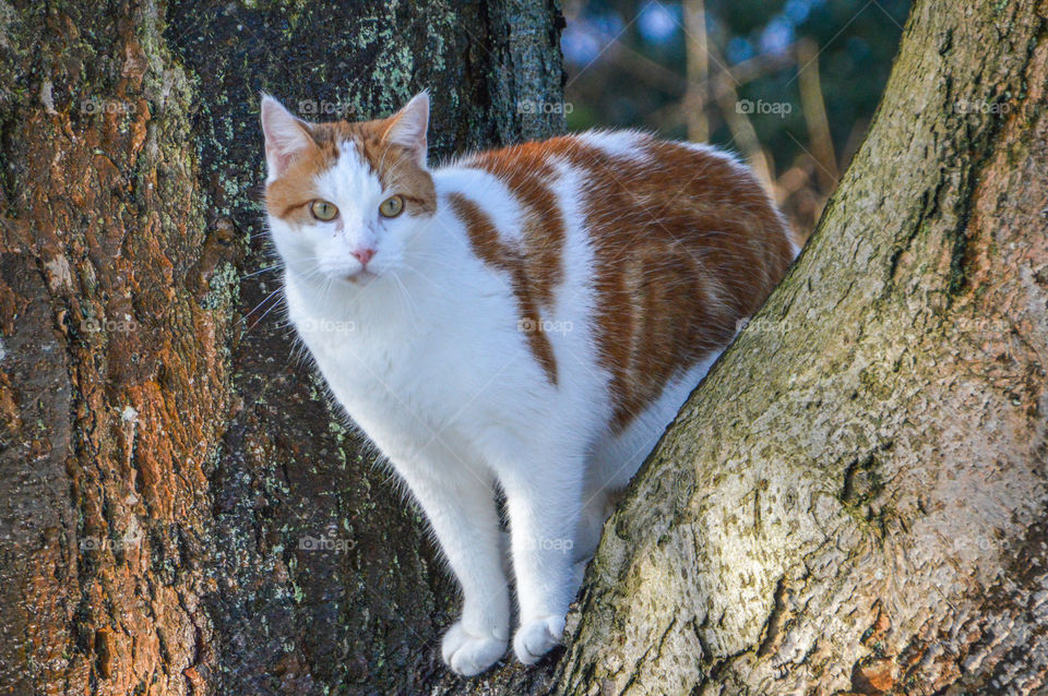 Cat In Tree