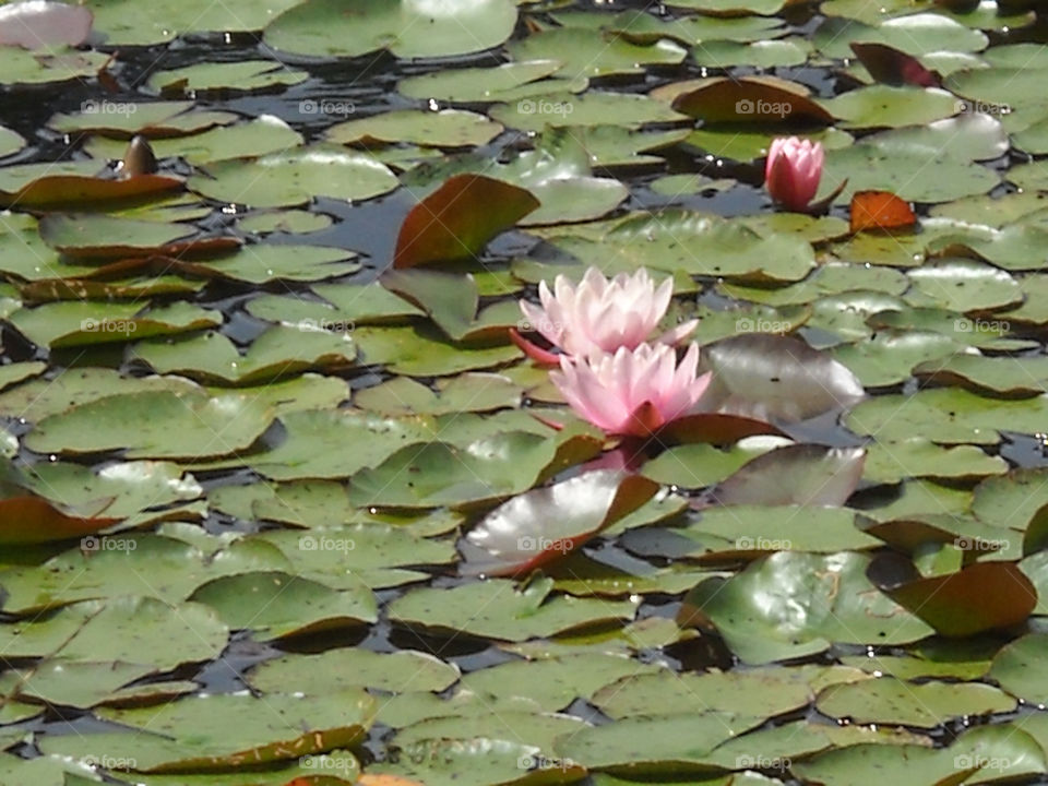 Water lilies Ronneby Sweden