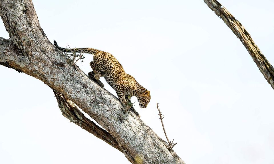Prey smart. Leopard on tree ready to prey 
