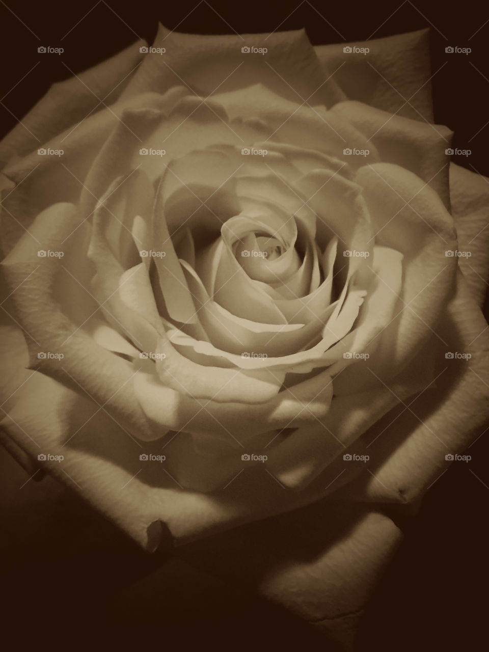Rose in an antique look
