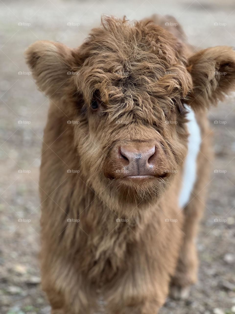 Baby Scottish Highlander Cow