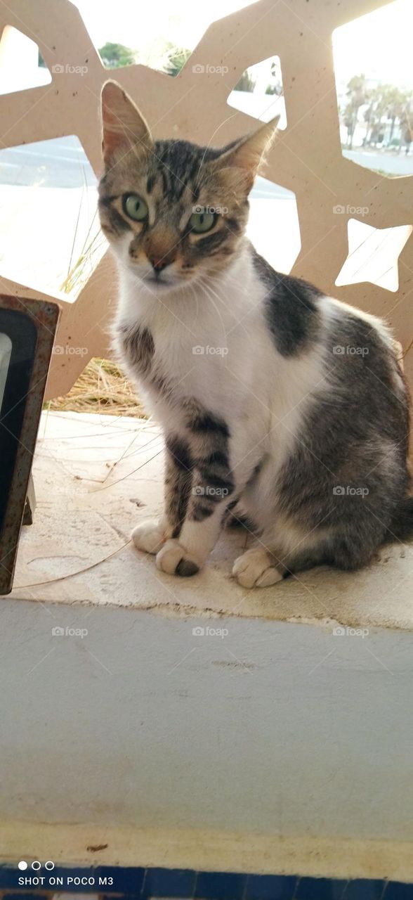 beautiful cat looking at camera.