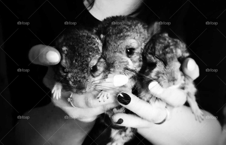 chinchilla kids