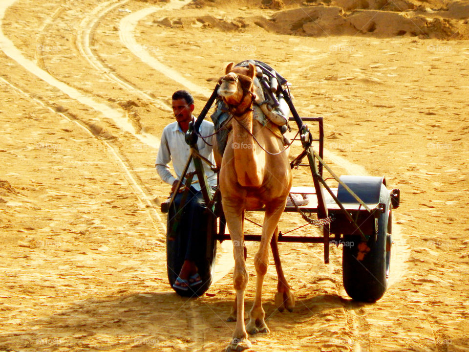 camels are the lifeline of the desert