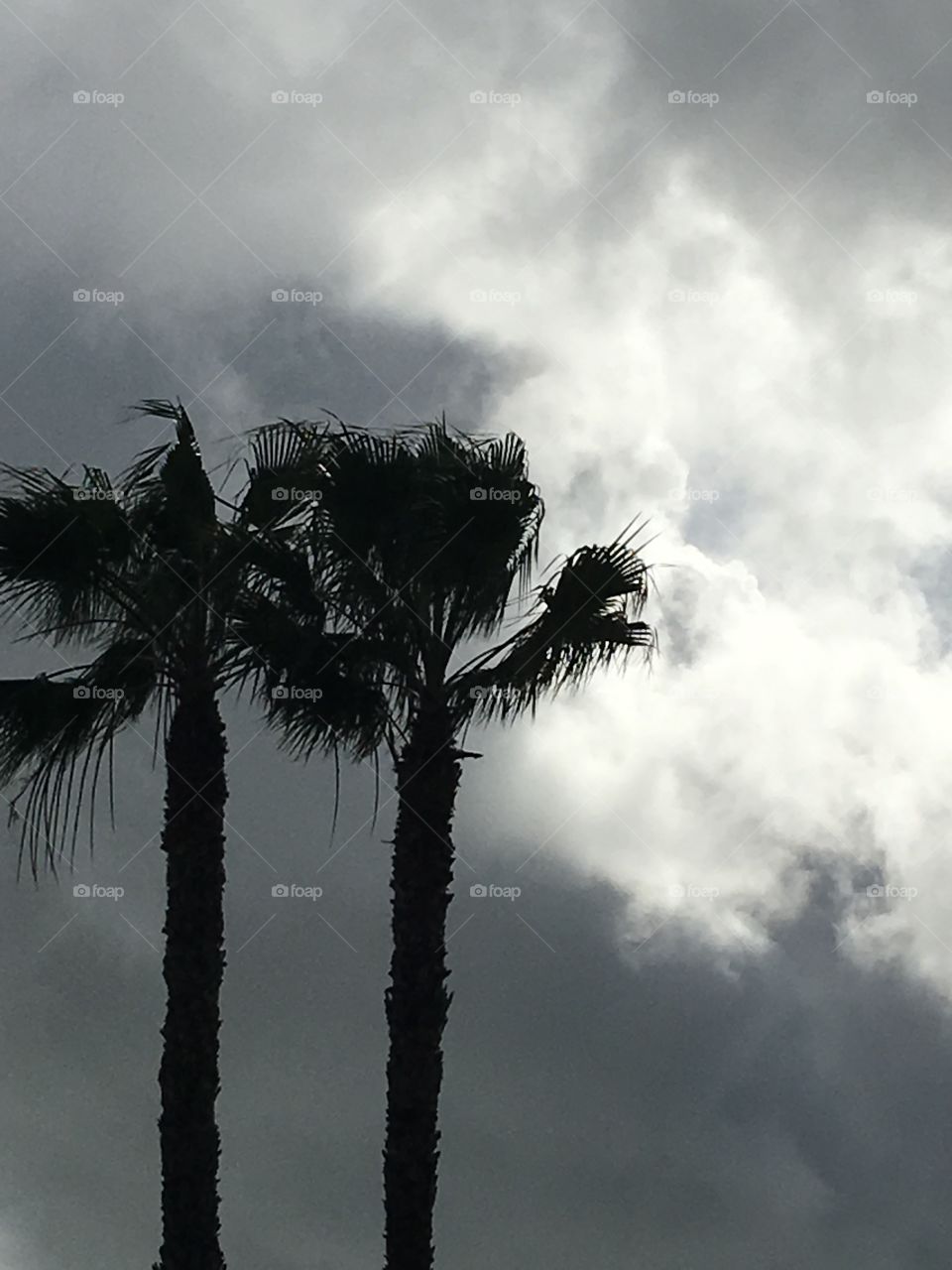 Pair of palm trees in foreground 