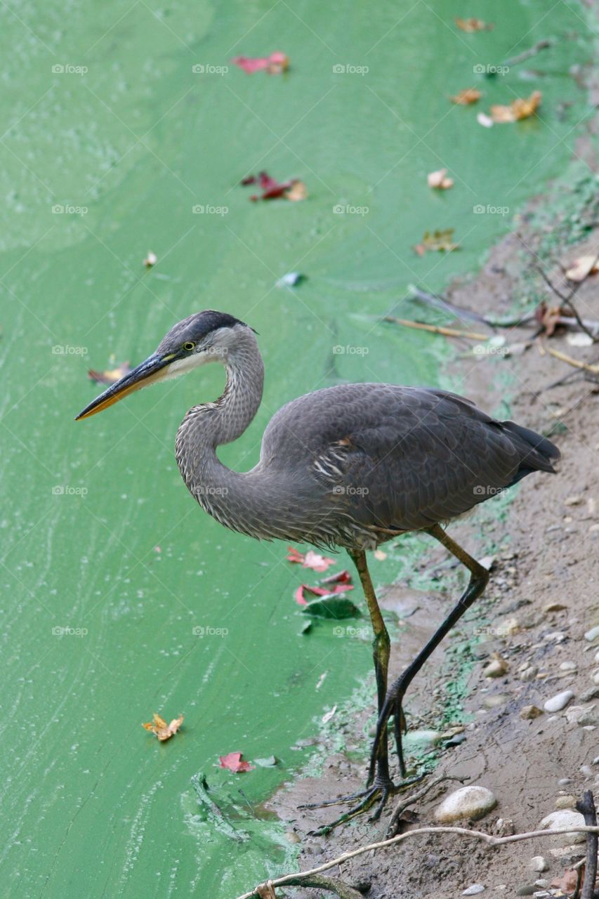 Blue heron