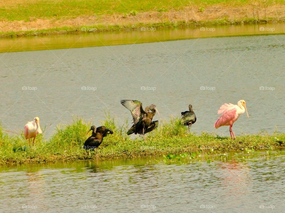 Spoonbill heron egret ibis