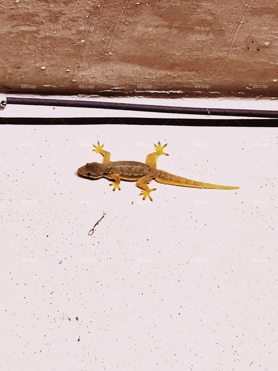Home lizard taken by Huawei p30 pro with 10x zoom