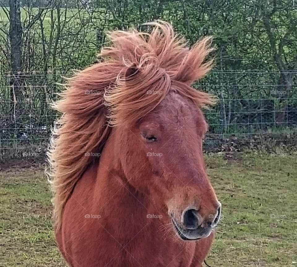 Shetland pony