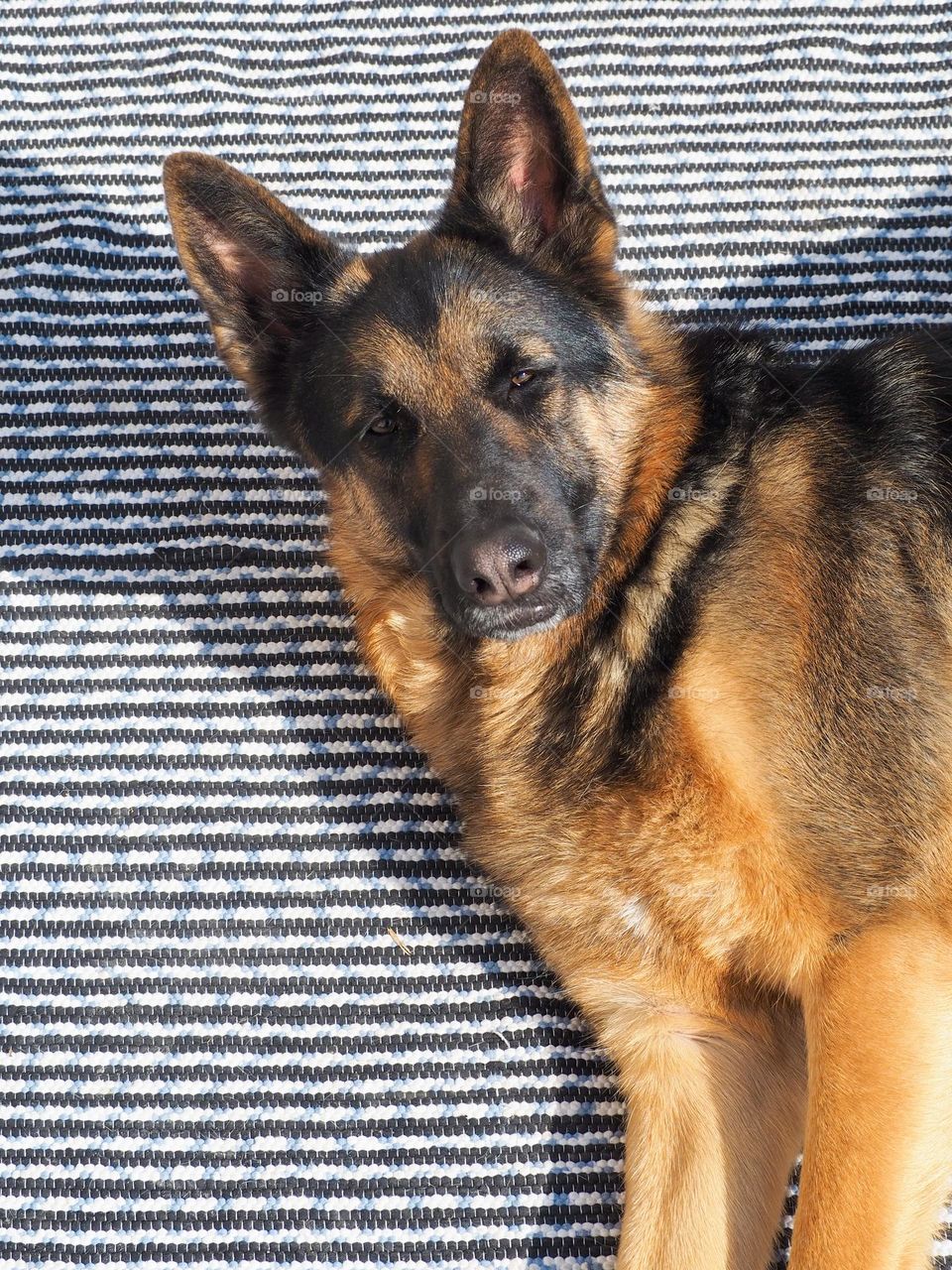 relaxed german shepherd lying down looking at camera