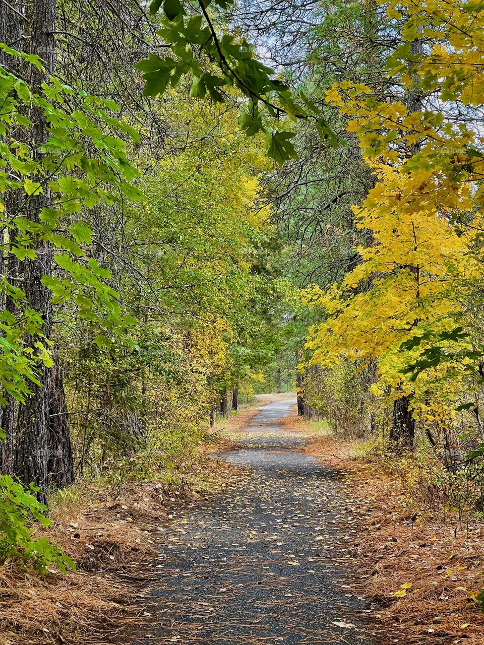 Alley in the autumn park 