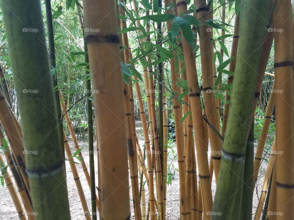 Bamboo