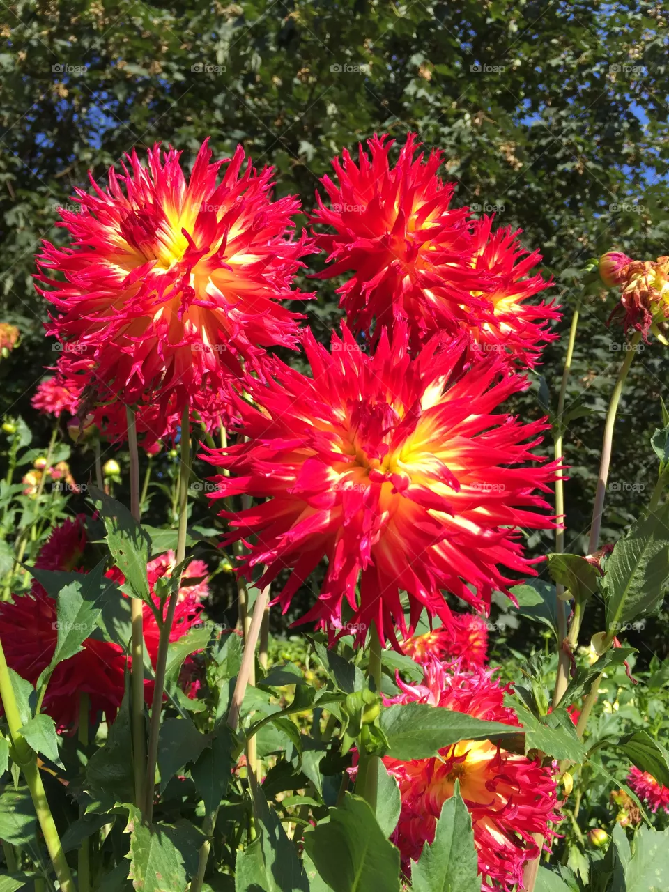 Dahlia 